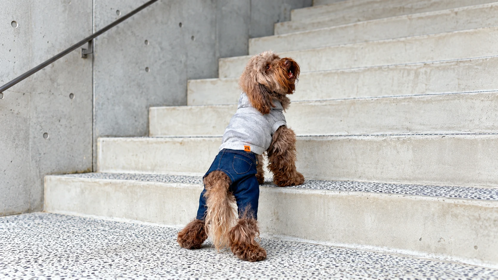 グレーの服とデニムを着て階段で振り返る犬